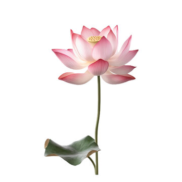 Lotus flower isolated on transparent background cutout
