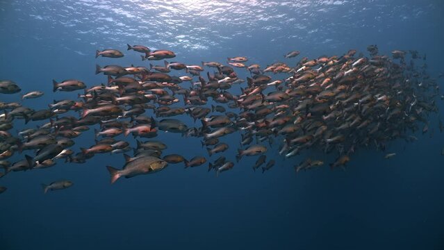 Large school of red snappers aggregate in dark water to spawn
