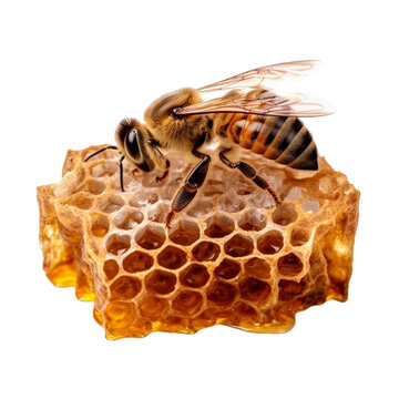 honey bee with comb isolated on transparent background cutout