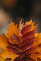 Female hand holding an armful of fallen yellow maple leaves
