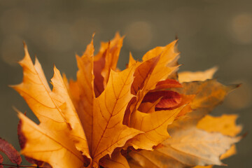 Female hand holding an armful of fallen yellow maple leaves