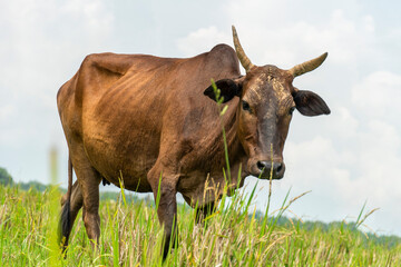 Indian cow grazing in the agricultural field