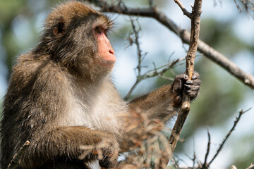 japanese macaque sitting on a tree