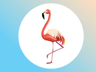Flamingo vector illustration art bird design 
