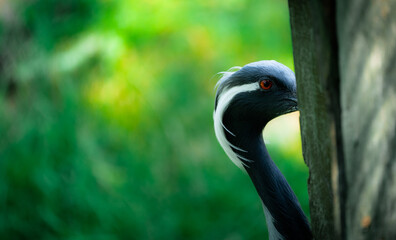 grey crowned crane