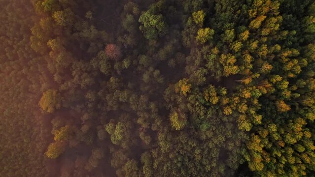 Drone flight directly above trees and misty nordic forest at countyside during beautiful orange sunrise DJI Mavic aerial