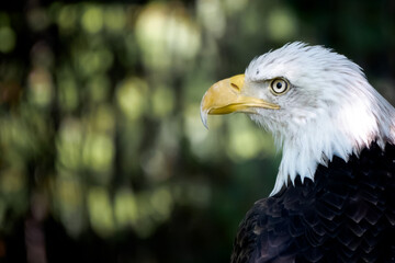 american bald eagle