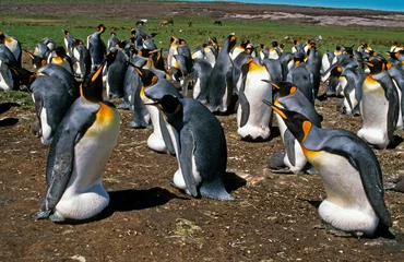 Rolgordijnen Manchot royal,.Aptenodytes patagonicus, King Penguin, Iles Falkland, Malouines © JAG IMAGES