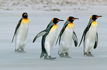 Fototapeta premium Manchot royal,.Aptenodytes patagonicus, King Penguin, Iles Falkland, Malouines