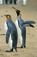 Manchot royal,.Aptenodytes patagonicus, King Penguin, Iles Falkland, Malouines