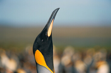Manchot royal,.Aptenodytes patagonicus, King Penguin, Iles Falkland, Malouines