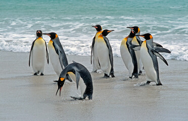 Manchot royal,.Aptenodytes patagonicus, King Penguin, Iles Falkland, Malouines