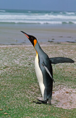 Manchot royal,.Aptenodytes patagonicus, King Penguin, Iles Falkland, Malouines