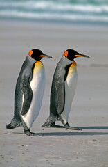 Manchot royal,.Aptenodytes patagonicus, King Penguin, Iles Falkland, Malouines