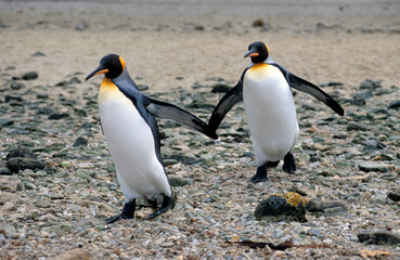 Manchot royal,.Aptenodytes patagonicus, King Penguin, Iles Falkland, Malouines