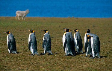Obraz premium Manchot royal,.Aptenodytes patagonicus, King Penguin, Iles Falkland, Malouines
