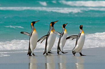 Fototapeta premium Manchot royal,.Aptenodytes patagonicus, King Penguin, Iles Falkland, Malouines