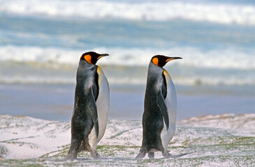 Manchot royal,.Aptenodytes patagonicus, King Penguin, Iles Falkland, Malouines