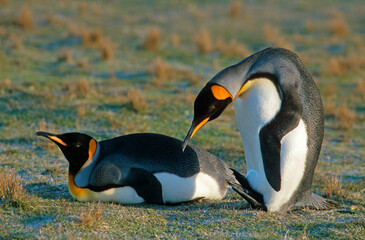 Manchot royal,.Aptenodytes patagonicus, King Penguin, Iles Falkland, Malouines