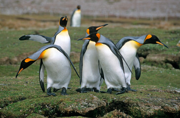 Manchot royal,.Aptenodytes patagonicus, King Penguin, Iles Falkland, Malouines