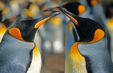 Manchot royal,.Aptenodytes patagonicus, King Penguin, Iles Falkland, Malouines