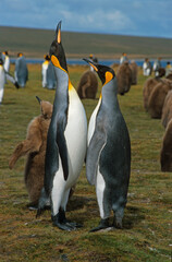 Fototapeta premium Manchot royal,.Aptenodytes patagonicus, King Penguin, Iles Falkland, Malouines