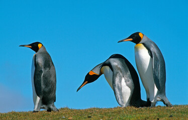 Obraz premium Manchot royal,.Aptenodytes patagonicus, King Penguin, Iles Falkland, Malouines