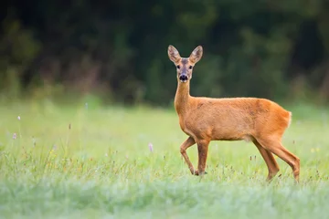 Raamstickers Roe deer in a clearing in the wild  © Janusz