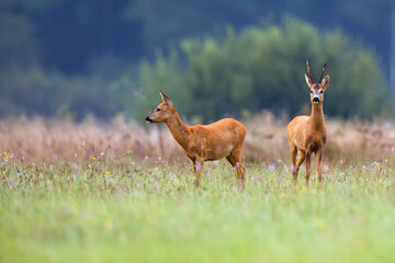 Roe deer with roebuck in a clearing
