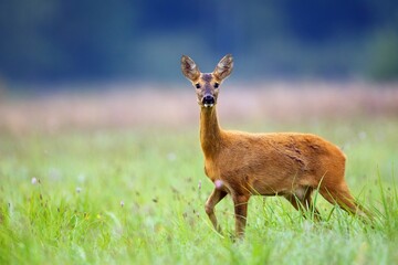 Obraz premium Roe deer in a clearing in the wild 