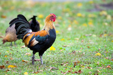 Rooster in the clearing