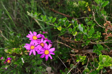 Purple groundsel or redpurple ragwort -Senecio elegans- inflorescences, Bay of Martyrs coastal path. Victoria-Australia-835