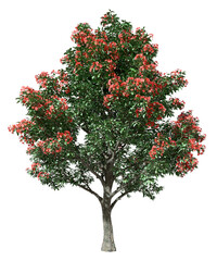 Tropics tree leaves with red flowery blossoming growth 3d render png