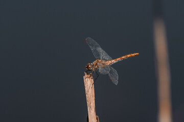 Obraz premium dragonfly on a branch on the lake, water background