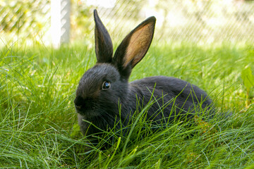 One rabbit on green grass. Cute fluffy rabbit. Easter Bunny. The concept of a cute fluffy pet.
