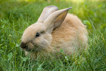 One rabbit on green grass. Cute fluffy rabbit. Easter Bunny. The concept of a cute fluffy pet.