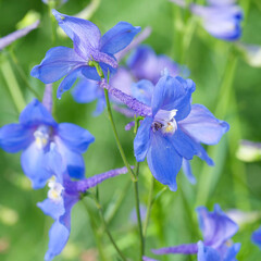 Delphinium grandiflorum or Chinese delphinium. Loose sprays of gentian-blue spurred flowers on...