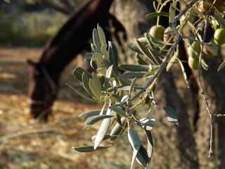 olive tree branch and horse