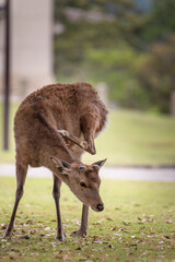 鹿　シカ　１０