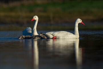 Coscoroba swan with cygnets swimming in a lagoon , La Pampa Province, Patagonia, Argentina.