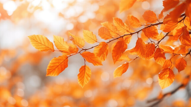 Orange leaves and uncle background material, warm autumn theme