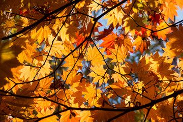 オレンジ色のハウチワカエデ
