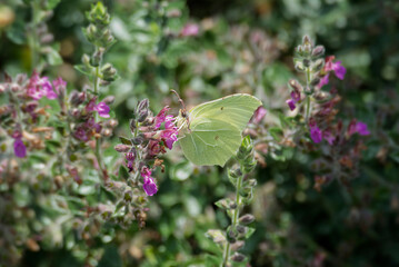 Common brimstone butterfly (Gonepteryx rhamni) sitting on pink flower in Zurich, Switzerland