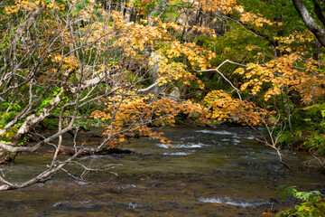 秋の黄葉の木々と渓流
