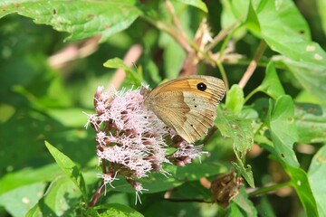 Gros Plan sur un papillon Myrtil sur une fleur 
