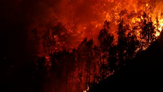 Forest fire or wildfire burning lots of trees and natural habitat with cinematic blur at the start