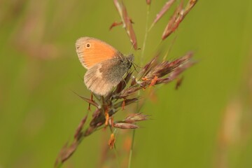 Papillon Procris posé sur des graminés