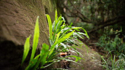 fern, born between, crevasse, of the cliff, rock