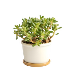 Succulent plant in a pot isolated on a white background.