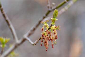 Box Elder Maple Catkins Or Flowers On The Tree In Spring In Wisconsin